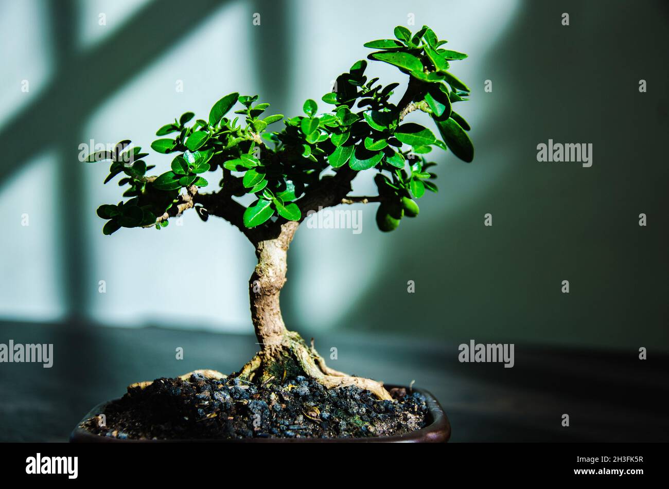 Mini Bonsai im Schatten Stockfotografie - Alamy