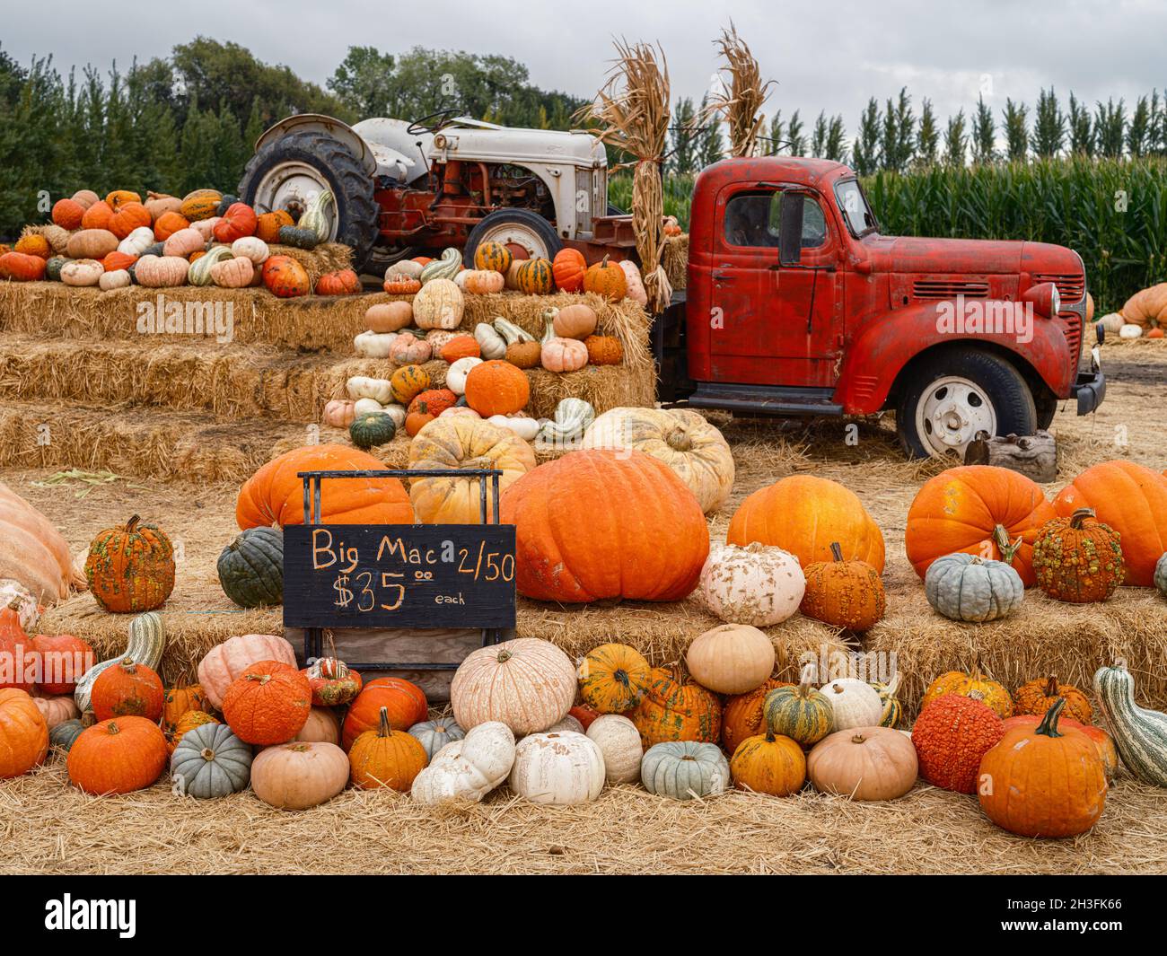 Saisonale Herbstfreude mit einer Auswahl an bunten und seltsam geformten Kürbissen zum Verkauf Stockfoto