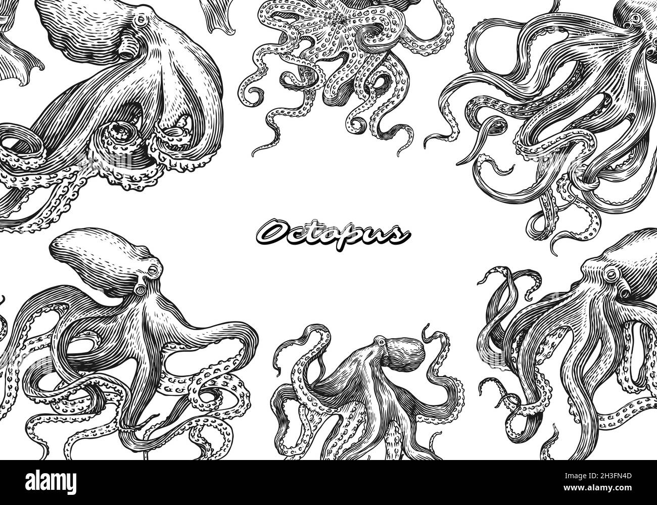 Seeoktopus-Poster oder -Banner. Eingraviert von Hand gezeichnet in alter Skizze, Vintage Kreatur. Nautisch oder marine, Monster. Tier im Ozean. Vorlage für Stock Vektor