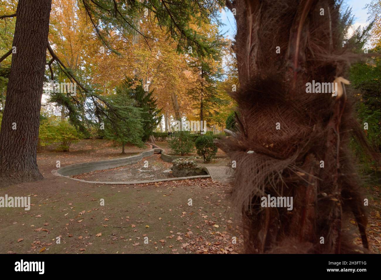 Bäume mit braunen Blättern im Garten des Parterre im Herbst. Aranjuez, Madrid, Spanien Stockfoto