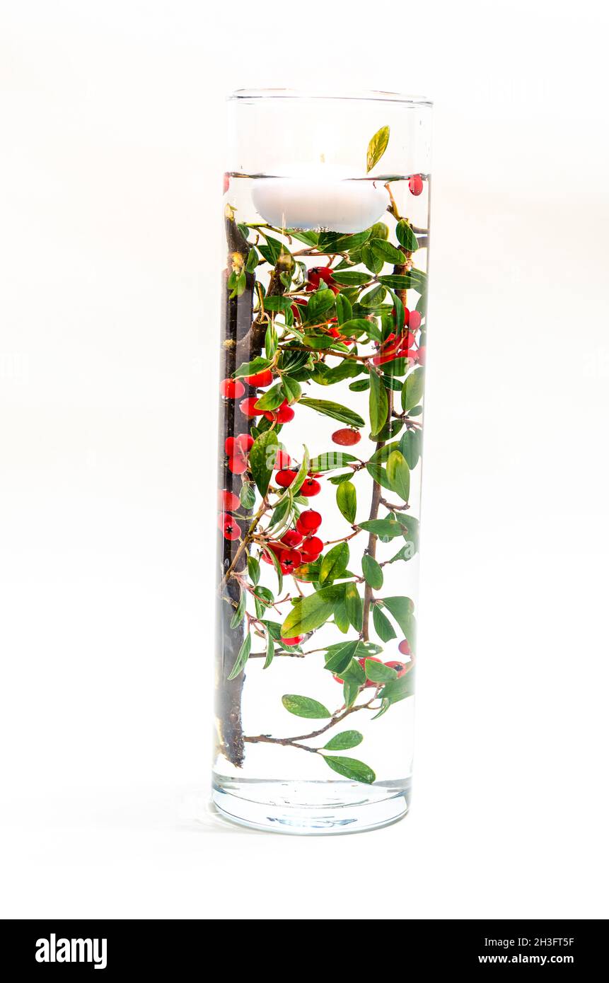 Brennende Teelkerze schwimmt auf der Wasseroberfläche in der Vase mit grüner und roter Pflanzendekoration im Inneren Stockfoto