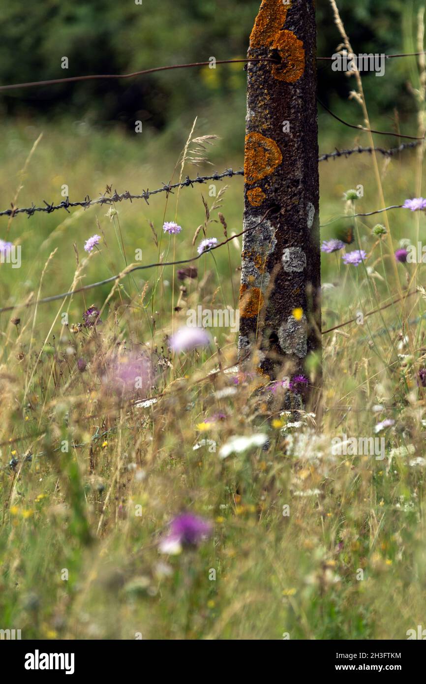 Flechten bedeckt Zaunpfosten umgeben von wilden Blumen weht in der Brise. Wilde Blumen enthalten sind scheußliche, Knaps und Butterblumen unter den Wil Stockfoto