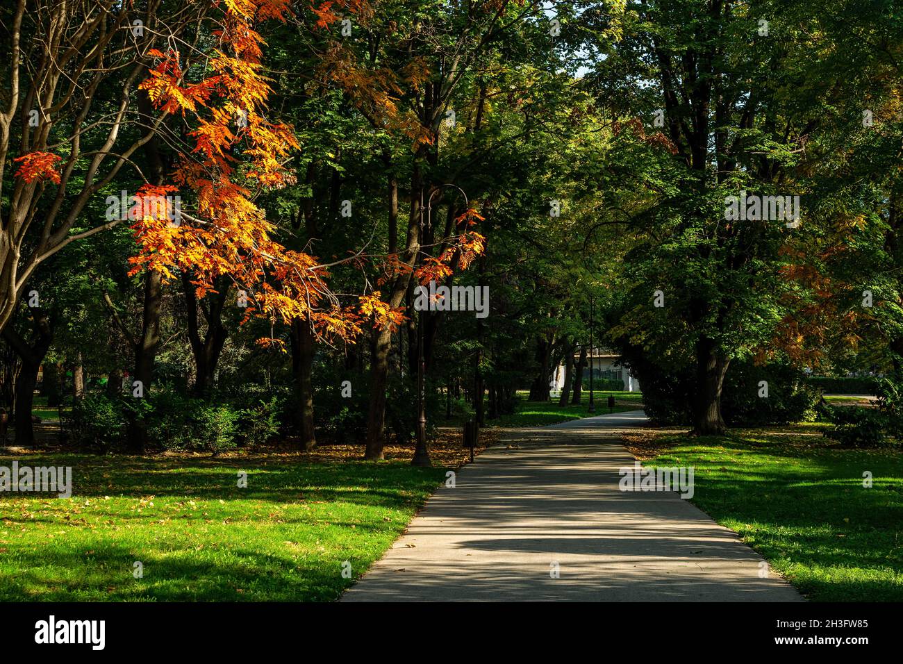 Der Baum mit leuchtend orangefarbenen Herbstblättern wird von der Abendsonne hell erleuchtet. Bäume werfen lange Schatten auf den asphaltierten Fußweg in einer öffentlichen Parkallee. Stockfoto