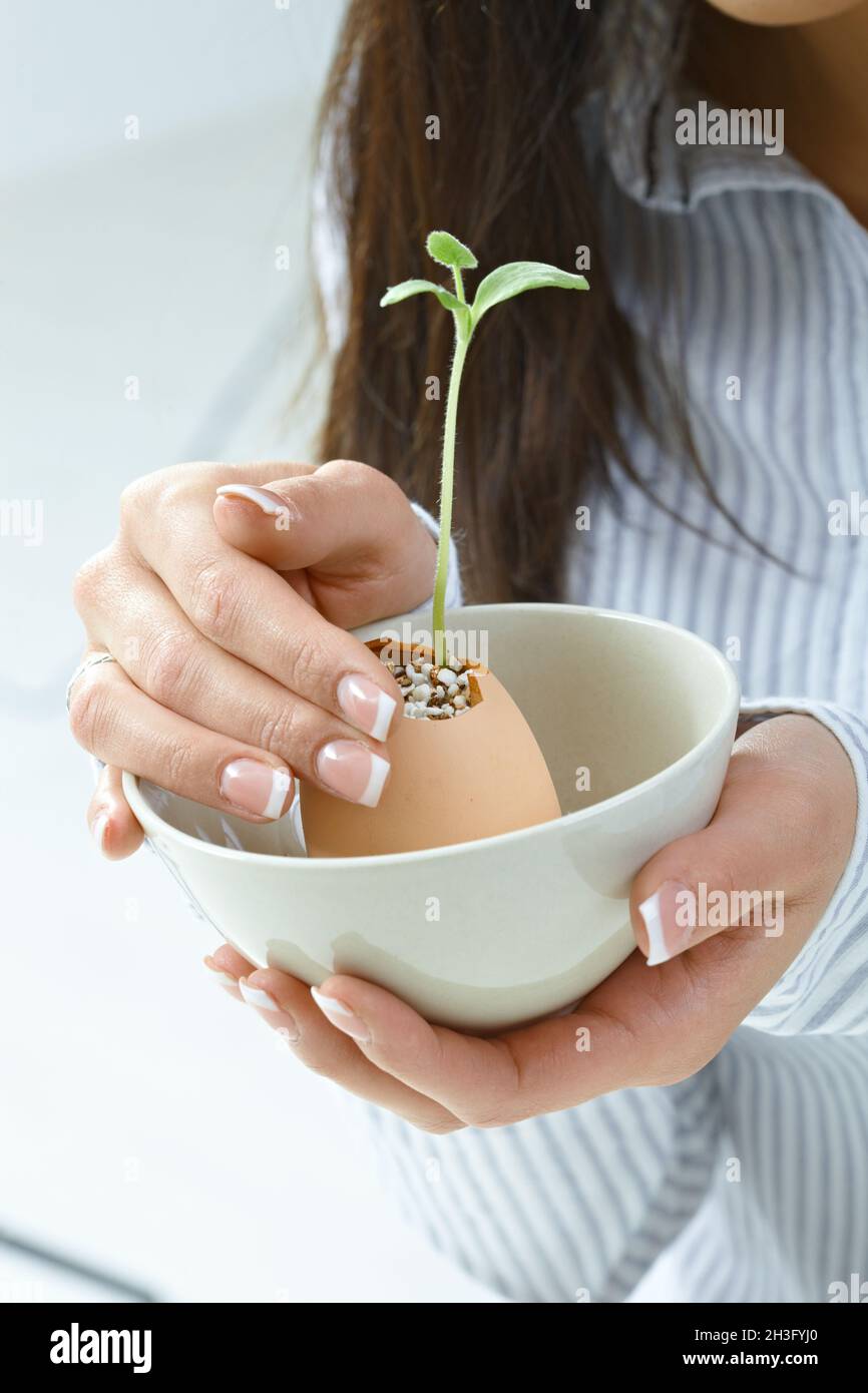 Weibliche Hände halten wachsende Pflanze Stockfoto