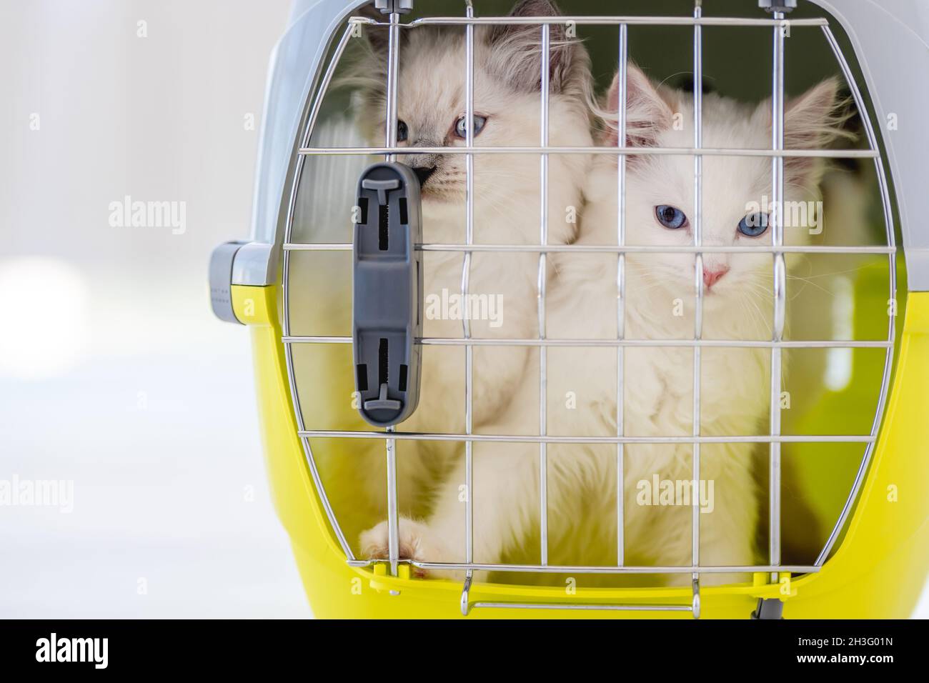 Ragdoll Katzen innen tragen Stockfoto