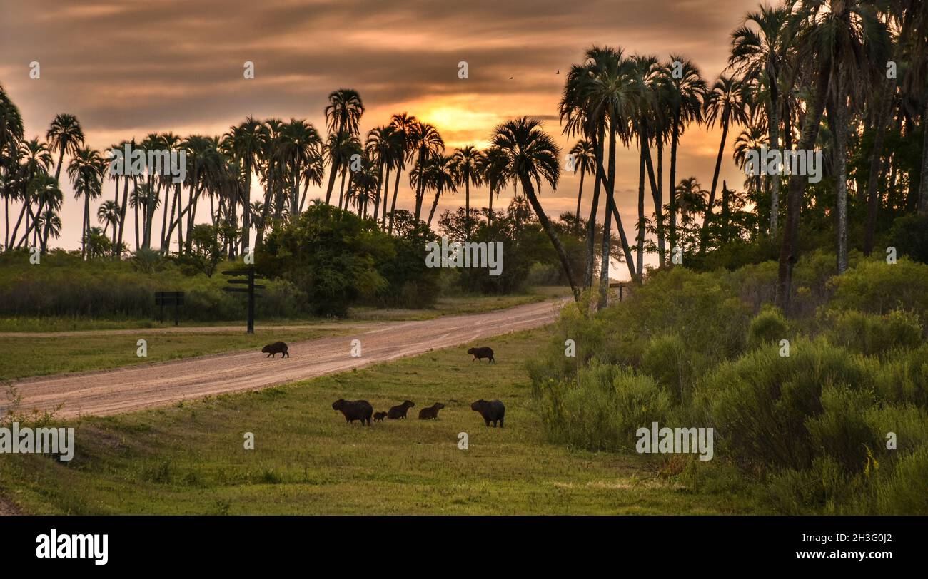 Komplette Familie von Capibaras zwischen den Palmen am Nachmittag. Nationalpark El Palmar, Entre Ríos, Argentinien Stockfoto