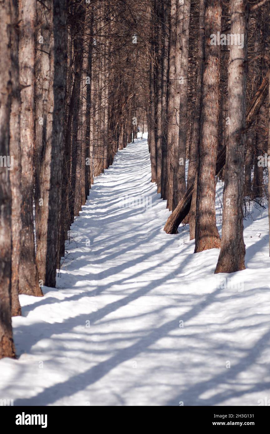 Winterlandschaft im Wald. Landstraße bedeckt mit weißem Schnee nach starkem Schneesturm, Sonneneinstrahlung auf Schnee am frostigen Morgen Stockfoto