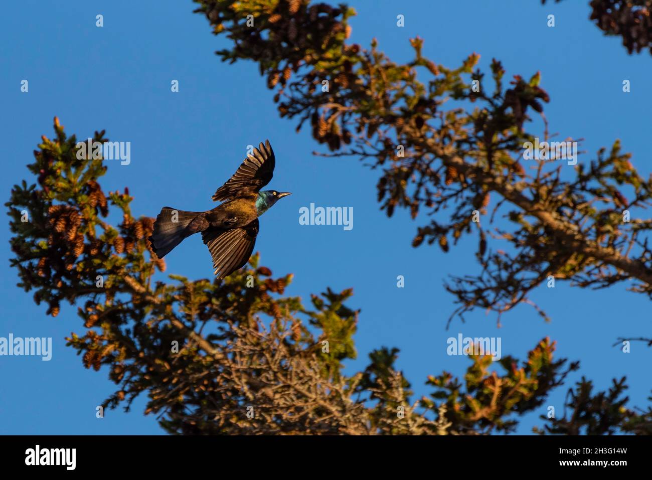 Gemeiner Grackel, der hinter Fichte mit blauem Hintergrund fliegt Stockfoto