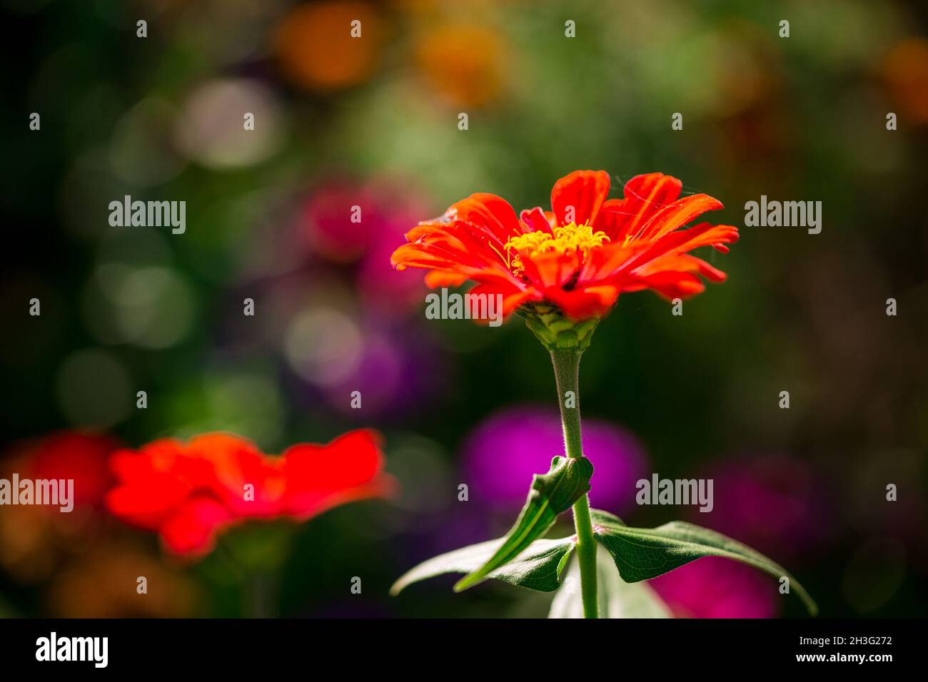 Schöne Gartenblumen in bunten Herbstfarben auf einem Hintergrund von Bokeh Stockfoto