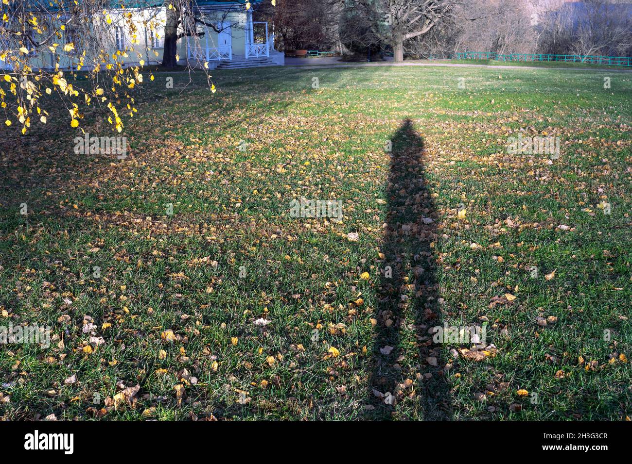Schatten eines Mannes mit langen Beinen. Länglicher Schatten auf dem Gras mit gelben Blättern. Stockfoto