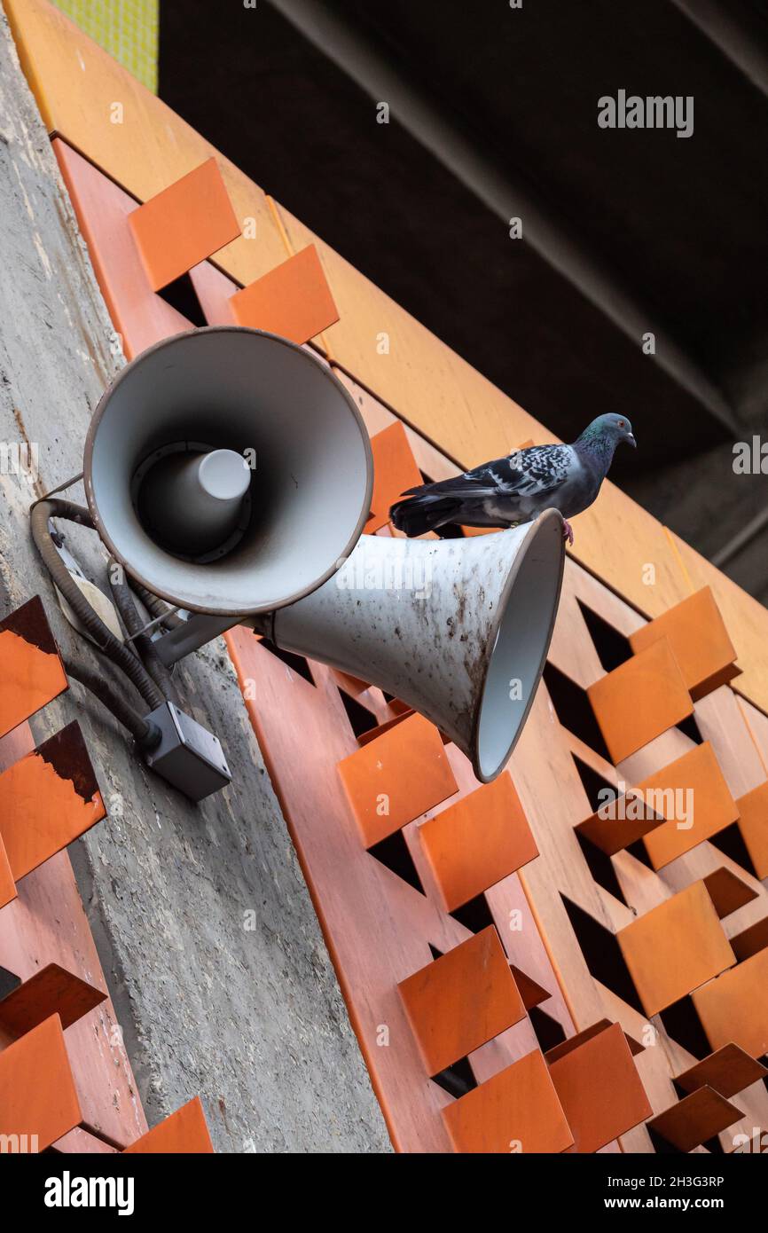 Lautsprecher mit einer Taube, die auf einer orangefarbenen Decke steht Stockfoto