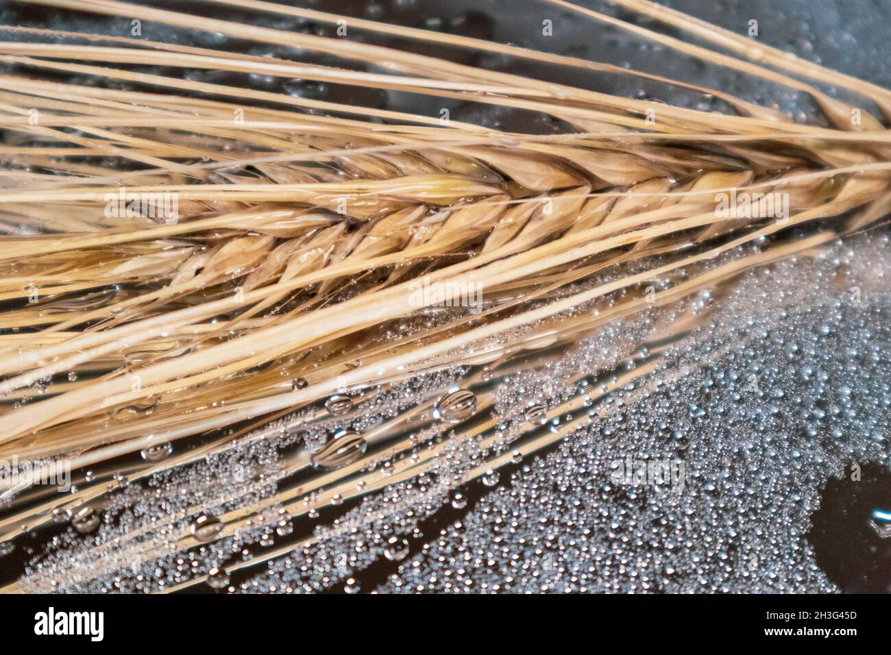 Goldene trockene Weizenstrohhalme spikes Nahaufnahme auf glänzendem Glashintergrund mit Wassertropfen. Landwirtschaft Getreide Kerne, Sommerernte Stockfoto