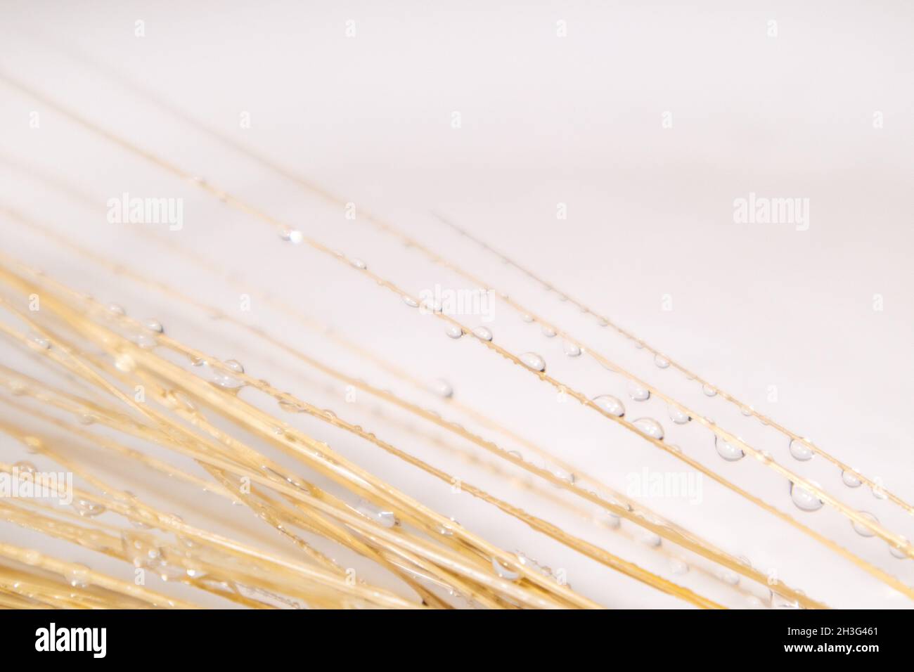 Goldene trockene Weizenstrohhalme mit Wassertropfen aus der Nähe auf weißem Hintergrund mit Reflexion. Landwirtschaft Dorschetten, Sommer Erntezeit Stockfoto