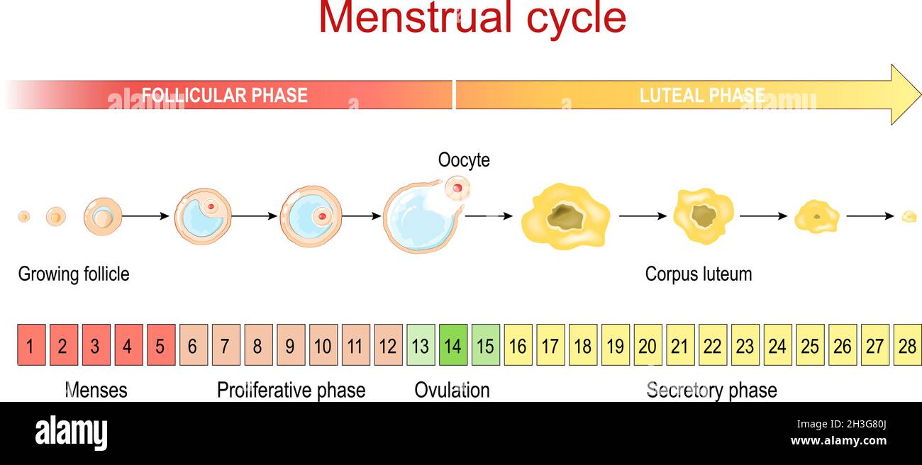 Menstruationszyklus. Luteale und follikuläre Phase. Wachsender Follikel, Eizelle und Corpus luteum. Von der Menstruation und der proliferativen Phase bis zum Eisprung Stock Vektor