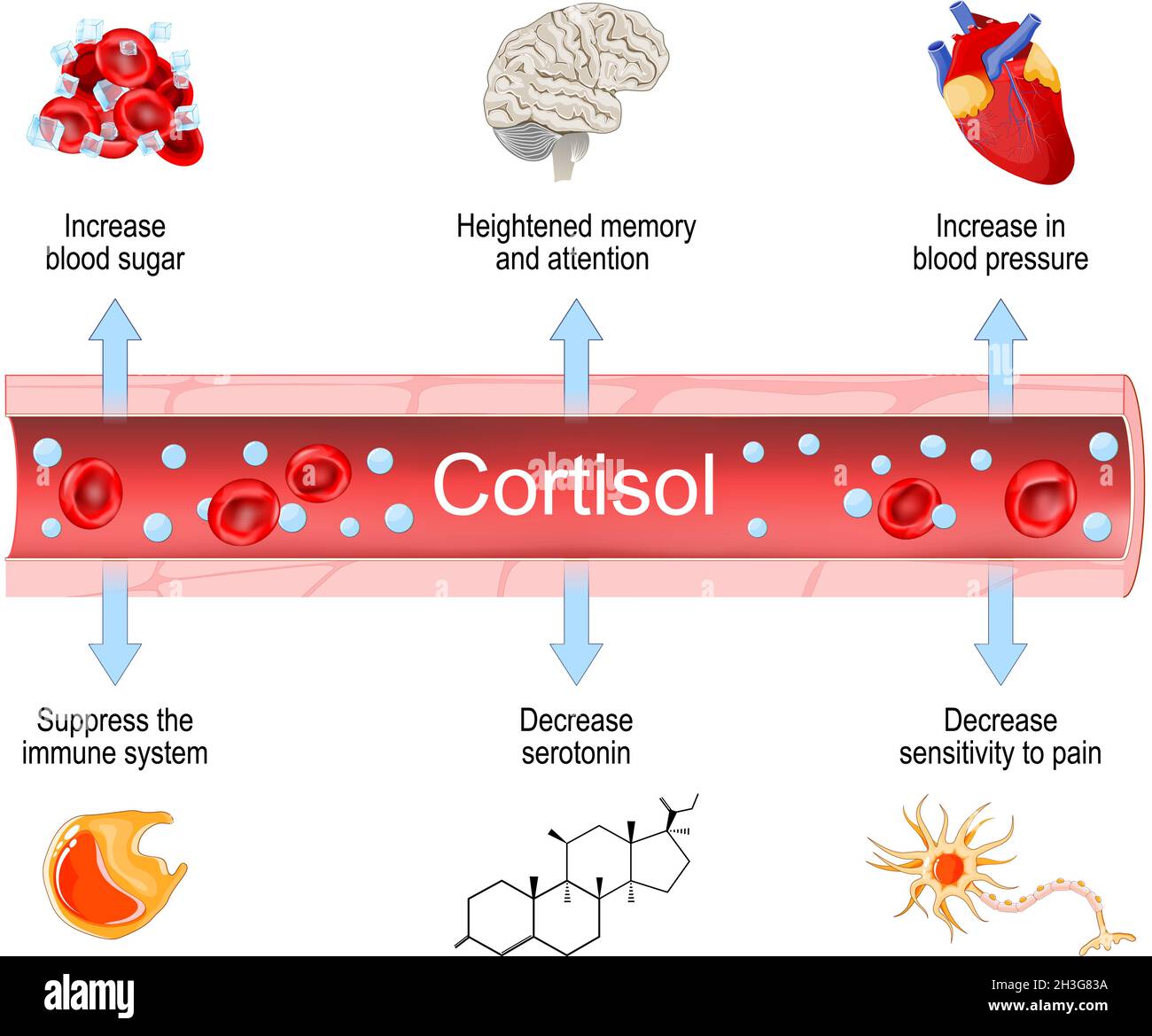 Cortisol. Gesundheitliche Auswirkungen des Hormons Nebenniere. Erhöhte und verringerte Ebene. Anzeichen und Symptome. Vektorgrafik Stock Vektor