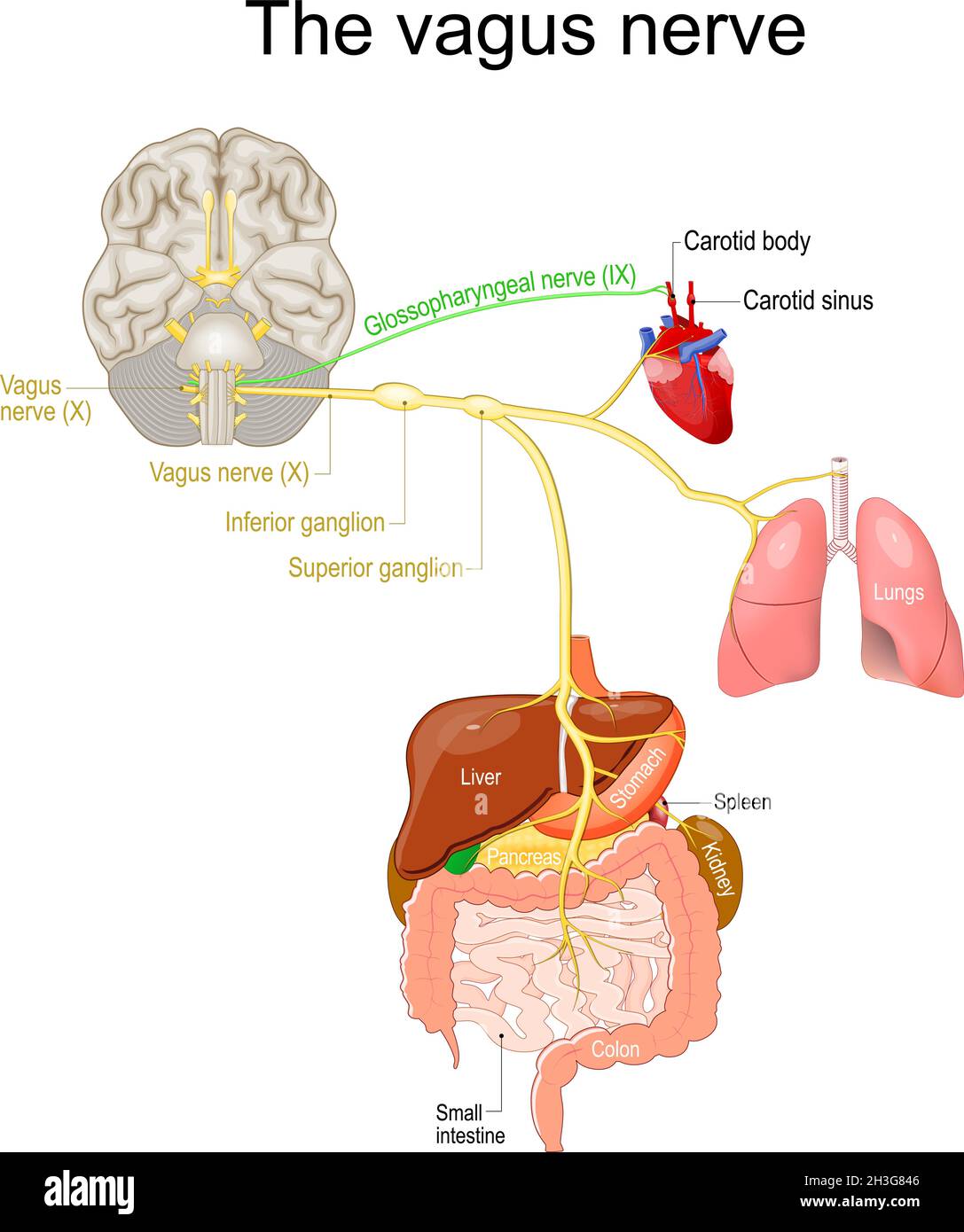 Vagusnerv. Parasympathisches Nervensystem. Medizinisches Diagramm. Vektordarstellung zur Erklärung des Nervensystems des Menschen. Stock Vektor