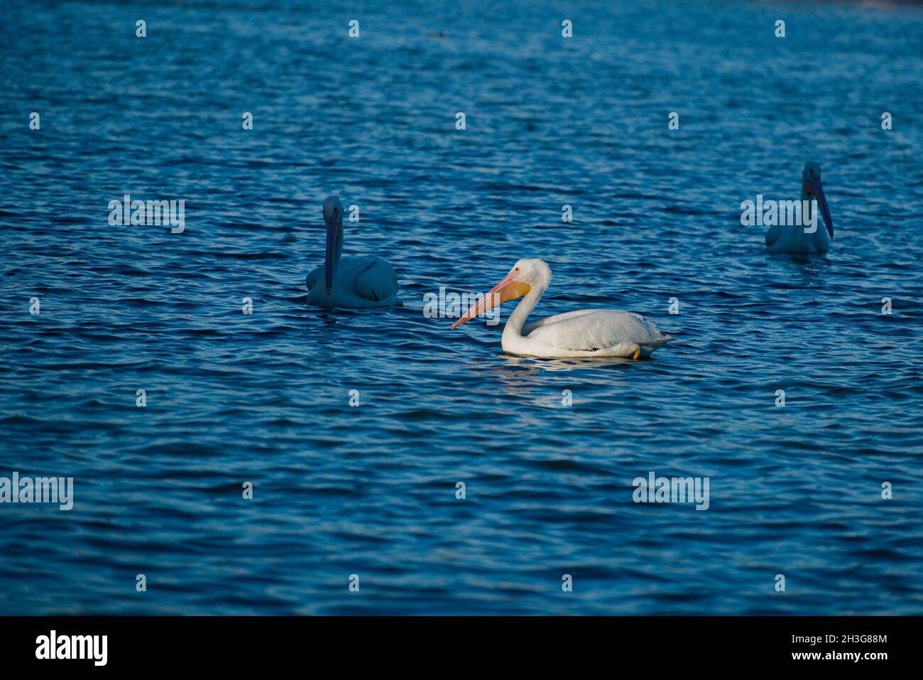 Große weiße Pelikane schwimmen gemächlich auf dem See auf der Suche nach Fisch Abendessen. Drückt Sicherheit in Zahlen und ein Teil der Gruppe gleich Glück und Erfolg, Stockfoto