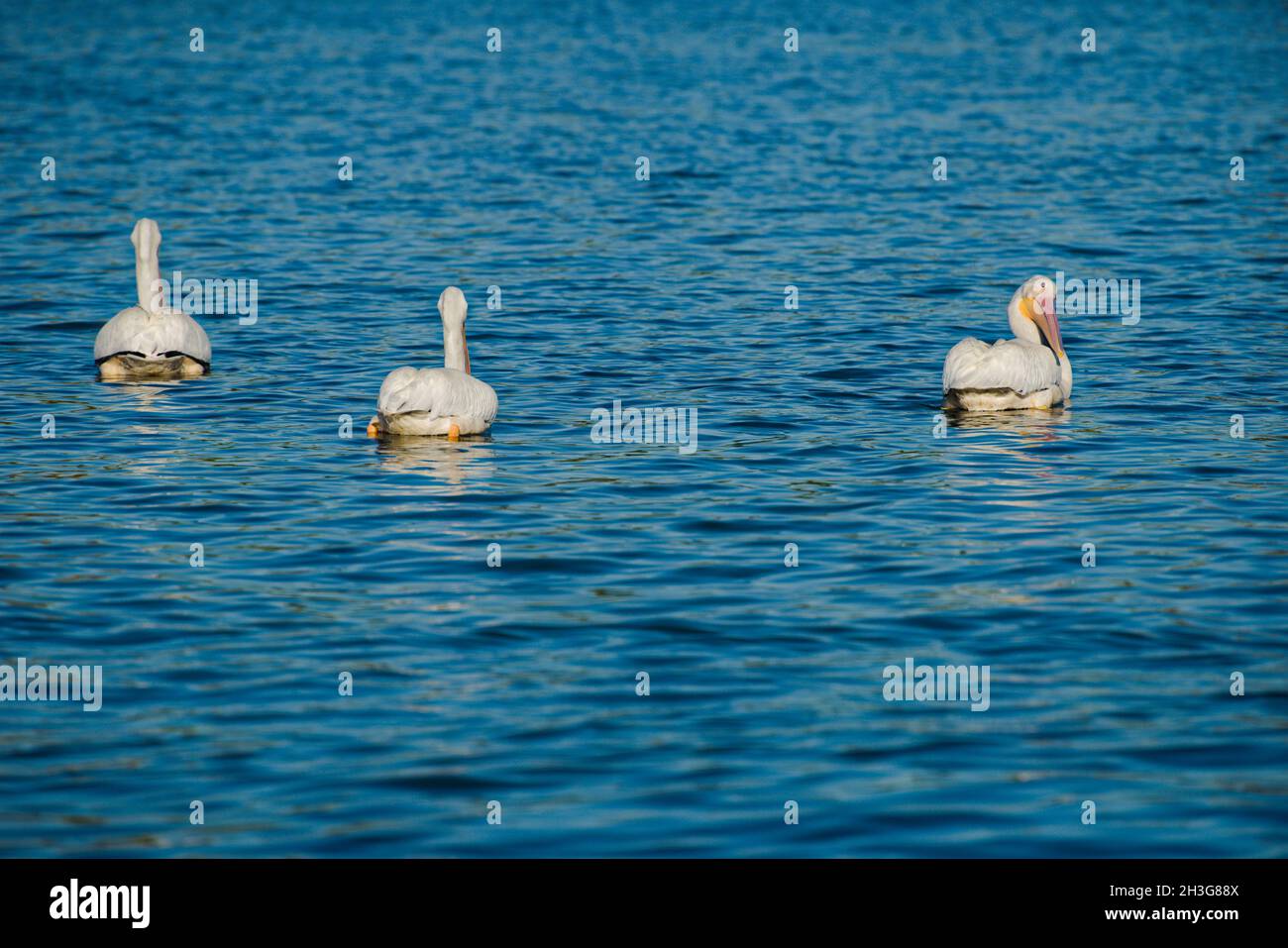 Große weiße Pelikane schwimmen gemächlich auf dem See auf der Suche nach Fisch Abendessen. Drückt Sicherheit in Zahlen und ein Teil der Gruppe gleich Glück und Erfolg, Stockfoto