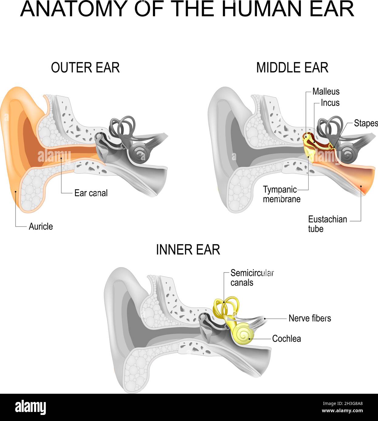 Ohranatomie. Querschnitt des äußeren (äußeren), mittleren und inneren Ohrs geöffnet. Nahaufnahme der menschlichen Ohrstruktur. Poster für Bildung und medizinische Verwendung Stock Vektor
