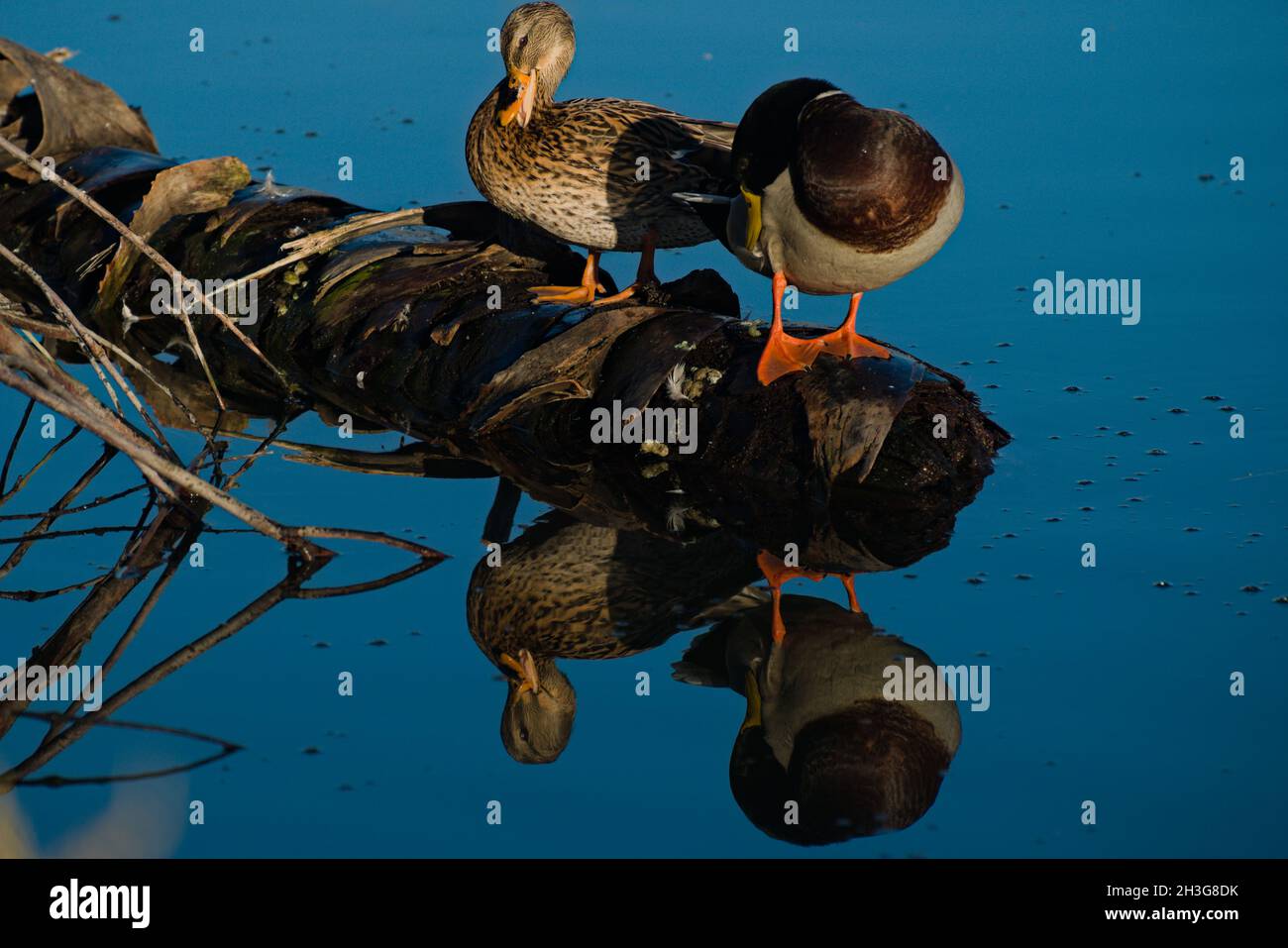 Das Leben spiegelt sich wider, ein paar Enten sitzen auf dem Holz im Wasser. Studium von Nähe, Unterschieden, Cowmanship und Freunden. Express Living. Stockfoto