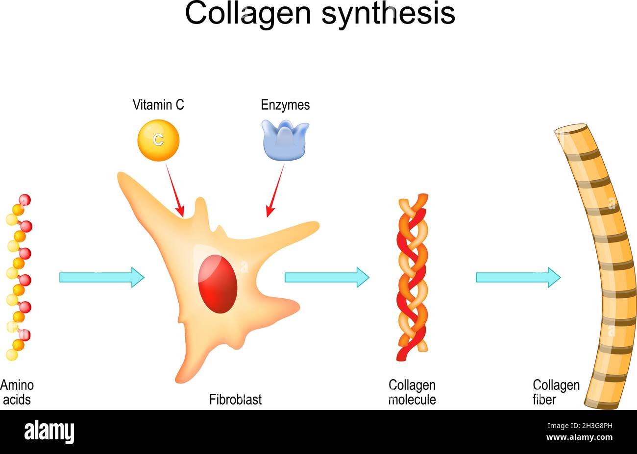 Kollagensynthese mit Vitamin C und Enzymen. Von Fibroblast- und Aminosäuren bis hin zu Collagen-Fasern, die Proteinmoleküle umfassen. Vektor Stock Vektor