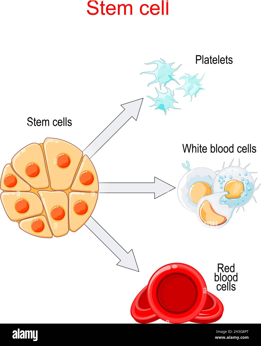 Stammzelltransplantation und Differenzierung. Rote Blutkörperchen, weiße Blutkörperchen und Blutplättchen. Stock Vektor