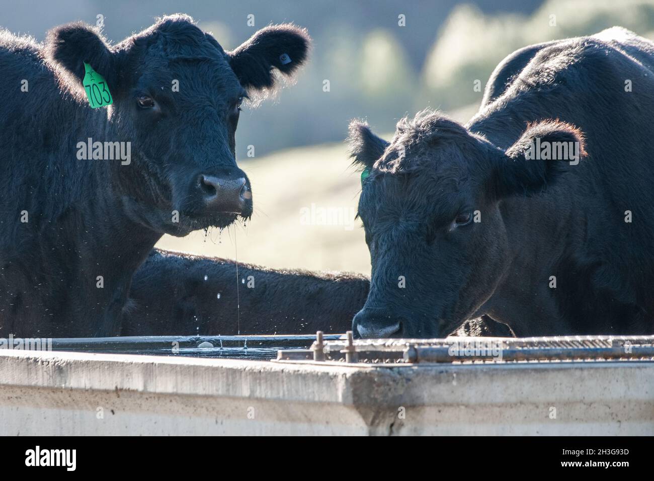 Inländisches Trinkwasser für schwarze angus-Rinder während einer Hitzewelle in den kalifornischen Hügeln auf dem Westmantel der USA. Stockfoto