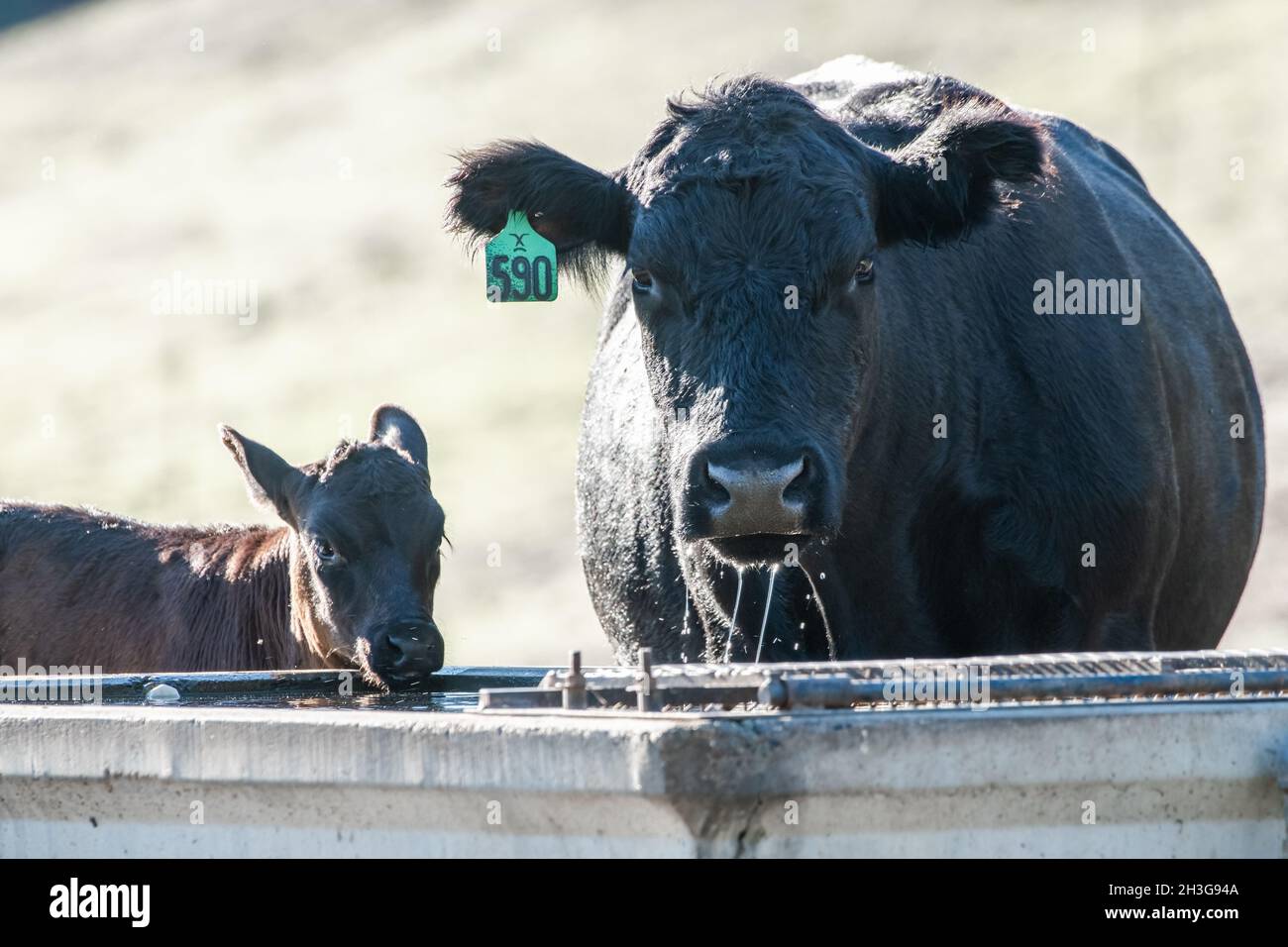 Heimische schwarze angus-Rinder, eine Mutterkuh und ein Kalb, trinken an einem heißen Tag in den kalifornischen Hügeln auf dem Westmantel der USA Wasser aus einem Trog. Stockfoto