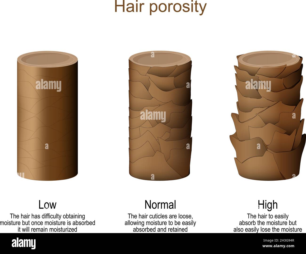 Haarporosität. Niedrig - Schwierigkeiten beim Erhalt von Feuchtigkeit. Normal – Feuchtigkeit kann leicht aufgenommen und zurückgehalten werden. Stock Vektor