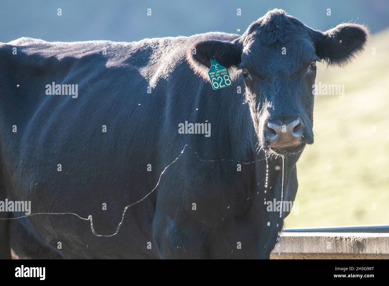 Fliegende Kuh Stockfotos und -bilder Kaufen - Alamy