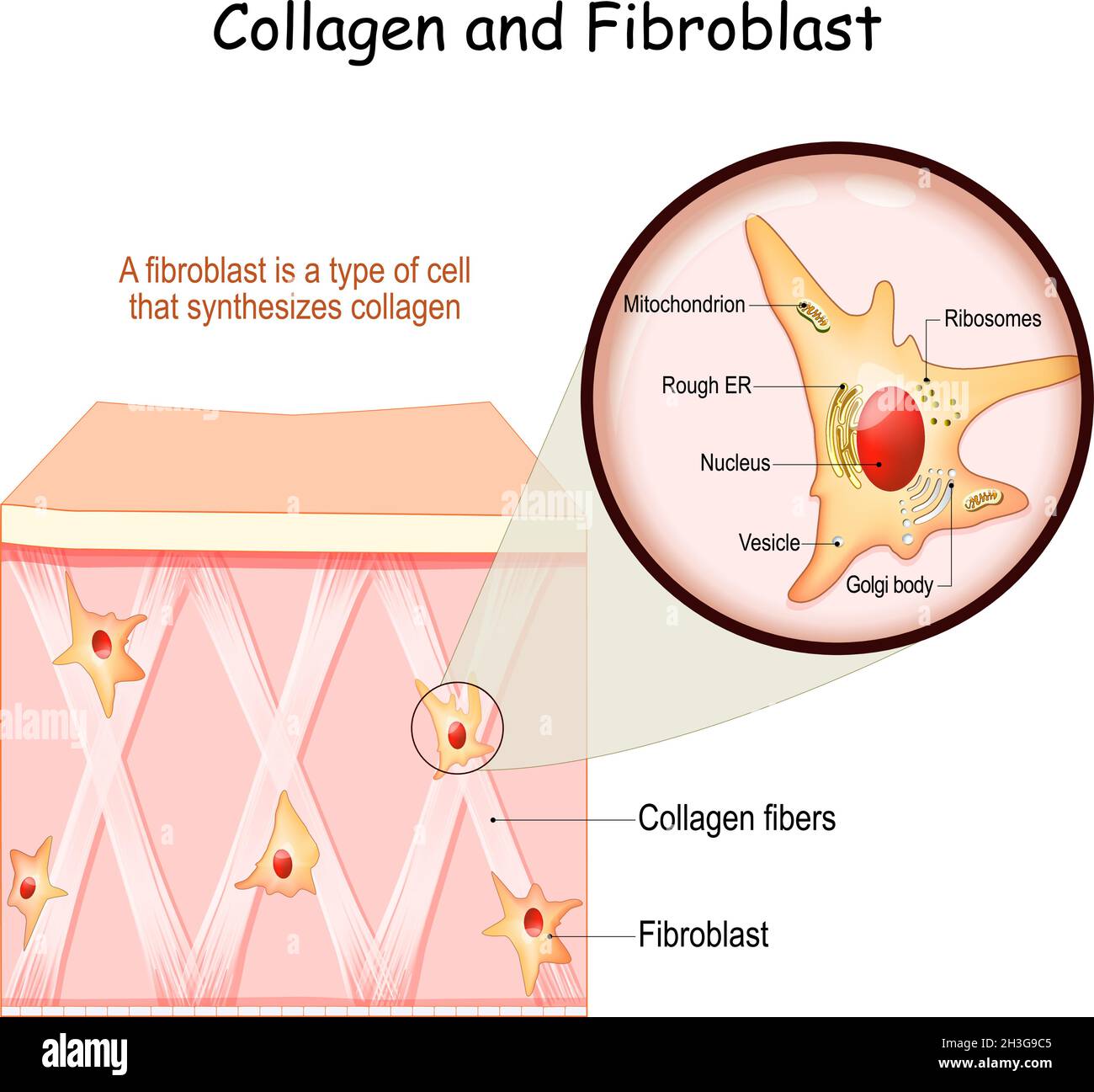 Kollagen und Fibroblast. Haut mit Kollagenfasern und Zellen, die Kollagen synthetisieren. Nahaufnahme der Fibroblastenstruktur Stock Vektor