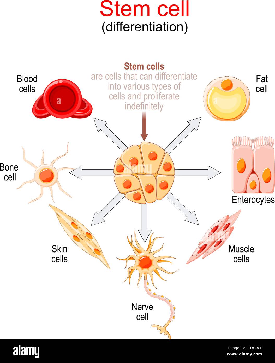 Stammzelldifferenzierung. Stammzellen sind Zellen, die sich in verschiedene Zelltypen differenzieren und unbegrenzt vermehren können. Stock Vektor