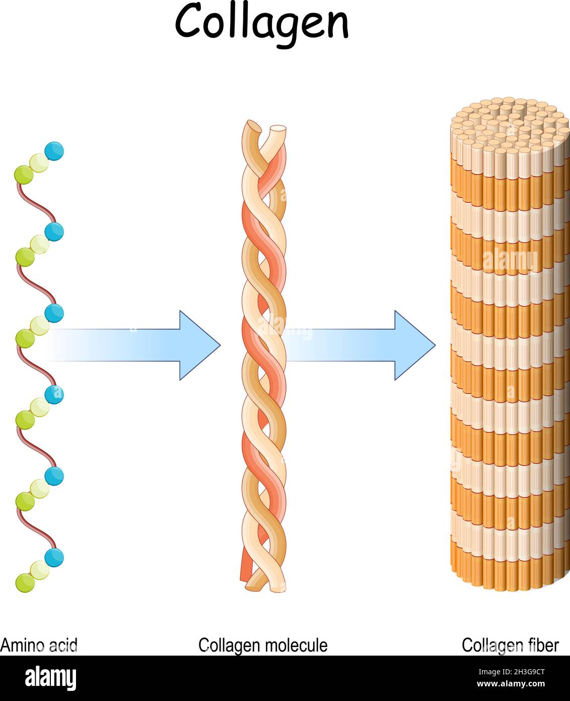 Kollagenmolekül. Struktur einer Kollagenfaser. Aminosäuren, die miteinander verbunden sind, um eine dreifache Helix aus langgestrecktem Fibril zu bilden. Stock Vektor