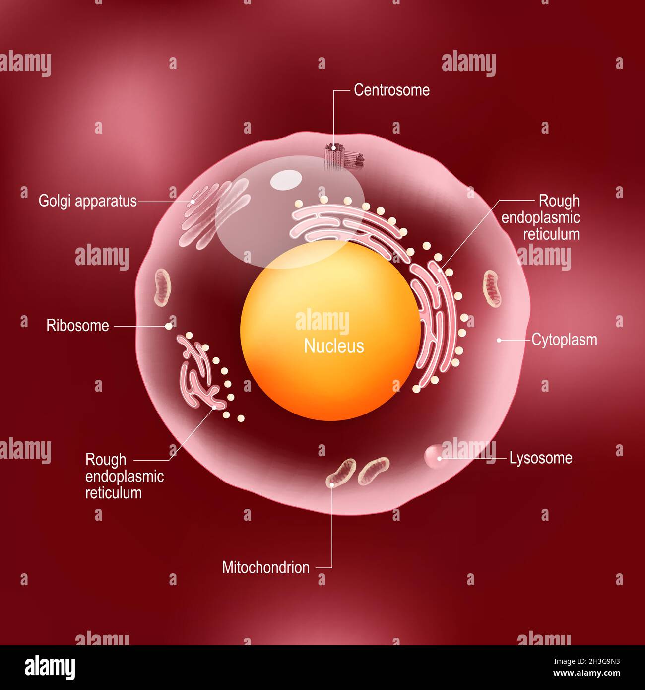 Anatomie der menschlichen Zelle. Alle Organellen: Nucleus, Ribosom, grobes endoplasmatisches Retikulum, Golgi-Apparat, Mitochondrien, Zytoplasma, Lysom, Zentrosom Stock Vektor