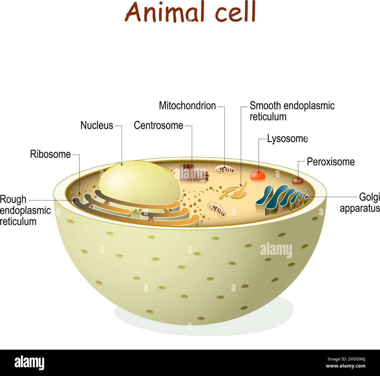 Anatomie der Tierzellen. Organellen und Struktur der eukaryotischen Zelle. Vektordiagramm. Farbe kann leicht geändert werden Stock Vektor