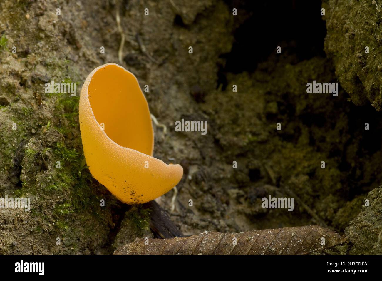 Orange Peel Fungus - Aleuria aurantia Stockfoto