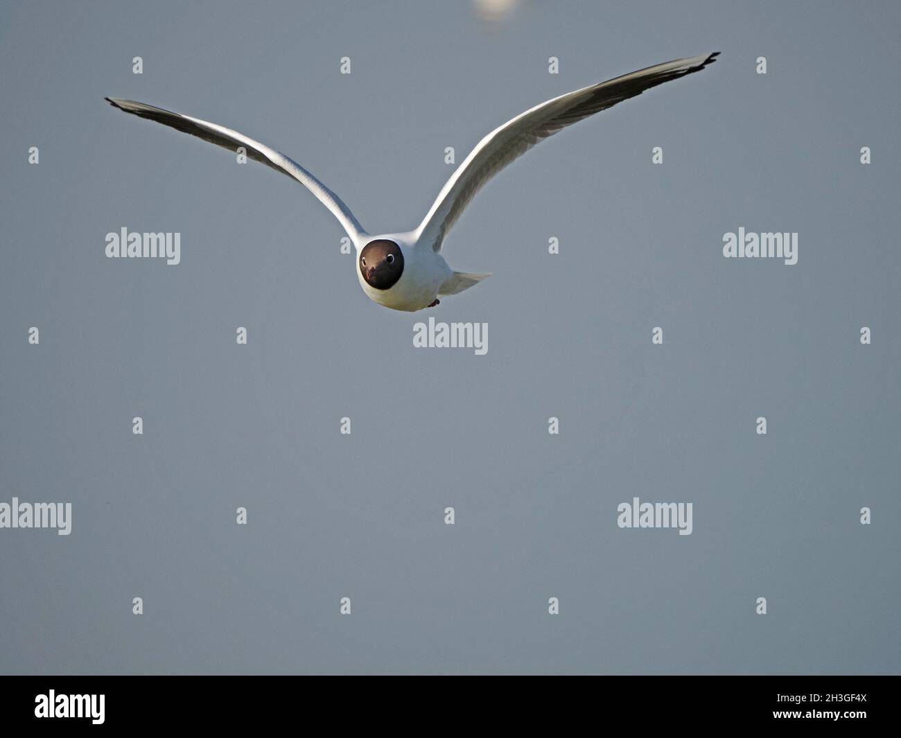 Aufsehenvolle Schwarzkopfmöwe (Chroicocephalus ridibundus) in elegantem Flug über Wasser mit ausgestreckten Flügeln bei gutem Licht in Cumbria, England, UK Stockfoto