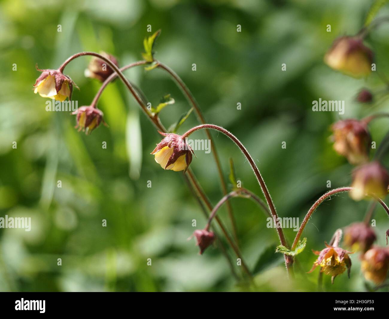 Rosafarbene gelbe Blütenblätter mit dunkelroten Kelchblättern nickender Blüten von Water Avens (Geum rivale) auf violetten Stielen am Straßenrand - Cumbria, England, UK Stockfoto