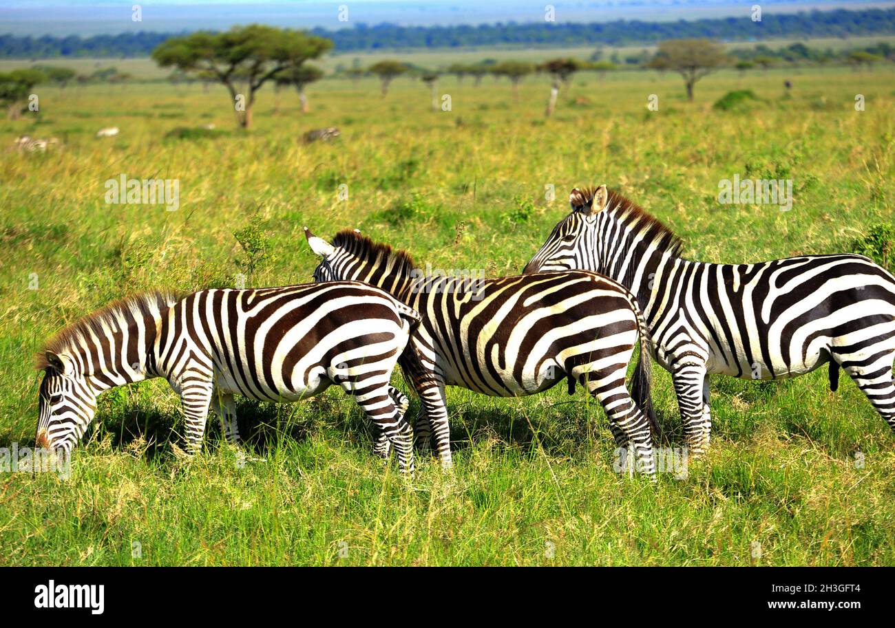 Narok, Kenia. Oktober 2021. Zebras werden im Mara Triangle, einem Teil der größeren Maasai Mara im Bezirk Narok, frei bewegt, da sich der Tourismussektor von der Wirtschaftskrise, die durch die Lockdown von Covid-19 verursacht wurde, erholt. Der World Wildlife Fund unterstützt nun lokale Gemeinschaften durch die Schaffung von Naturschutzgebieten, die es Wildtieren ermöglichen, sich in gemischtem Modell frei zu bewegen. Kredit: SOPA Images Limited/Alamy Live Nachrichten Stockfoto