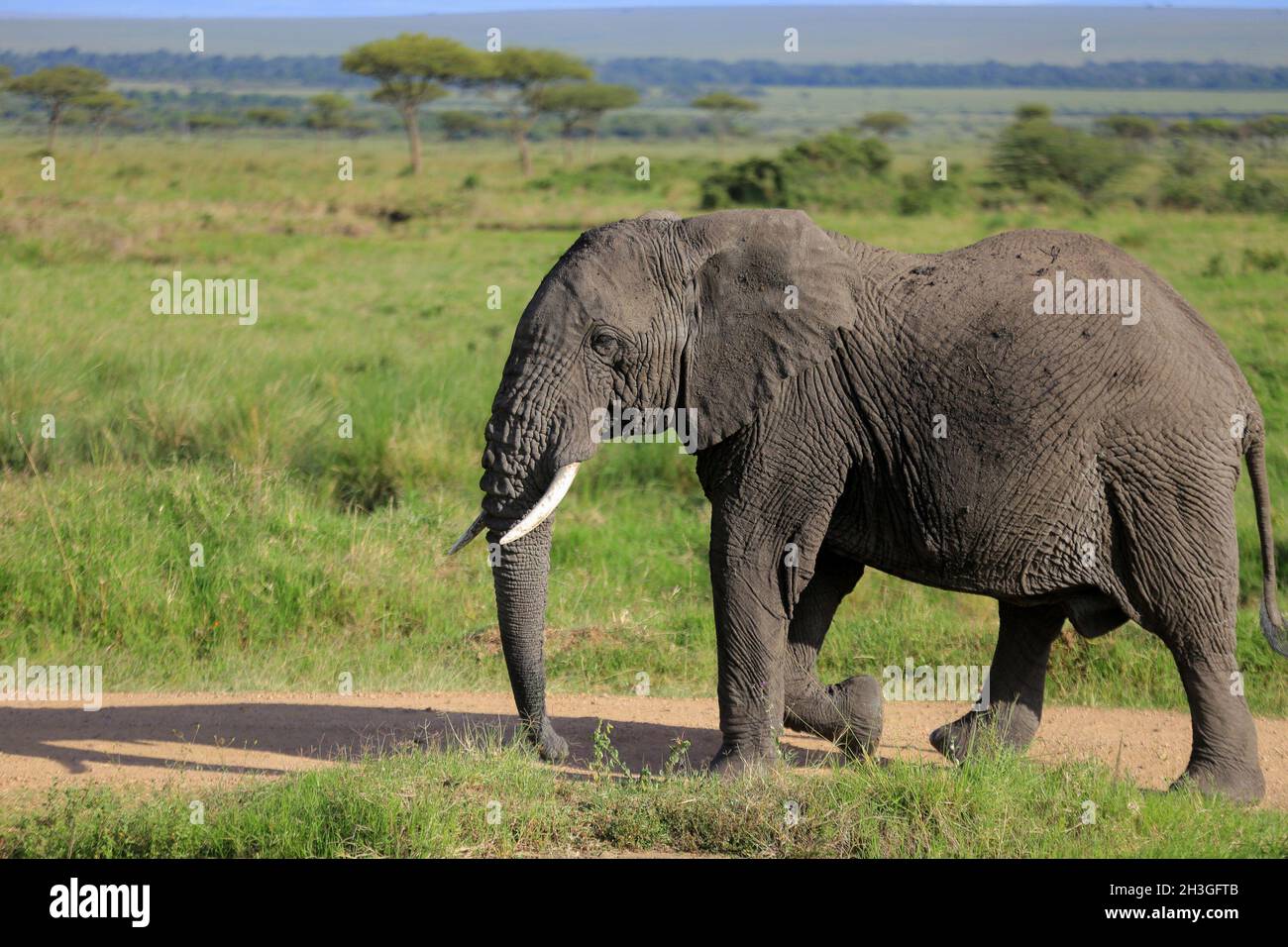 Narok, Kenia. Oktober 2021. Im Mara Triangle, einem Teil der größeren Maasai Mara im Bezirk Narok, kann man einen Elefanten beobachten, der sich frei bewegt, während sich der Tourismussektor von der Wirtschaftskrise, die durch die Lockdown von Covid-19 verursacht wurde, erholt. Der World Wildlife Fund unterstützt nun lokale Gemeinschaften durch die Schaffung von Naturschutzgebieten, die es Wildtieren ermöglichen, sich in gemischtem Modell frei zu bewegen. Kredit: SOPA Images Limited/Alamy Live Nachrichten Stockfoto