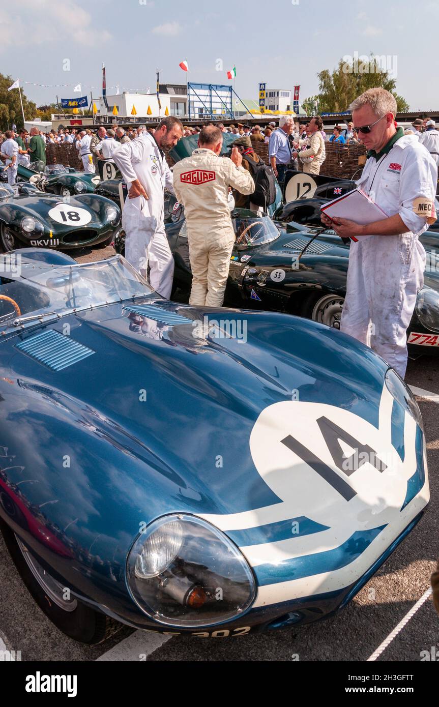 1955 Jaguar D-Type Chassis XKD 504, reg RSF 302 in Ecurie Ecosse Colours, unter anderem auf dem Goodwood Revival 2014 in der Abnahme Stockfoto