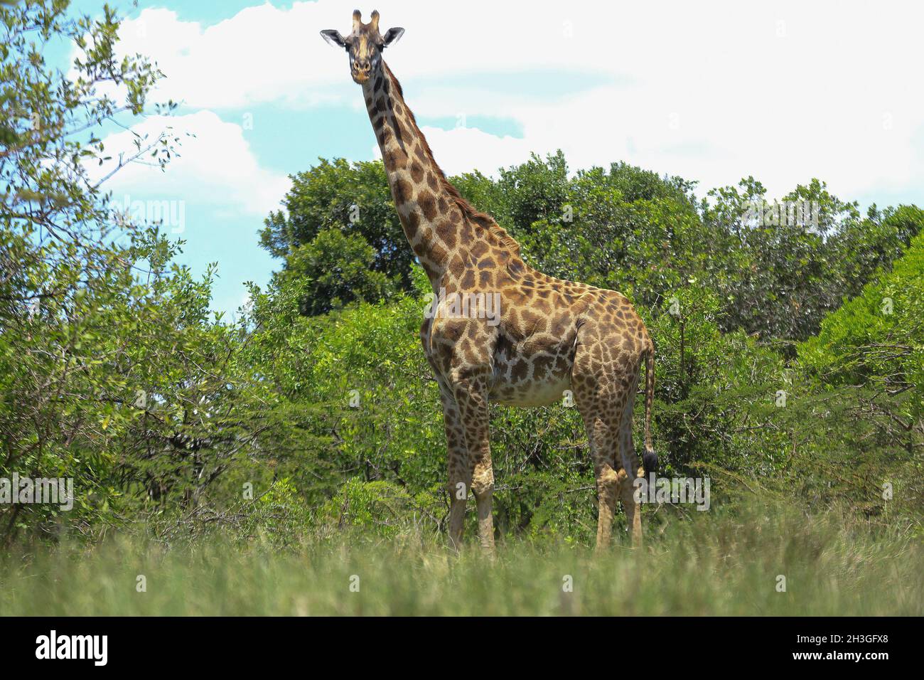 Narok, Kenia. Oktober 2021. Im Mara Triangle, einem Teil der größeren Maasai Mara im Bezirk Narok, wird eine Giraffe gesehen, da sich der Tourismussektor von der Wirtschaftskrise, die durch die Lockdown von Covid-19 verursacht wurde, erholt. Der World Wildlife Fund unterstützt nun lokale Gemeinschaften durch die Schaffung von Naturschutzgebieten, die es Wildtieren ermöglichen, sich in gemischtem Modell frei zu bewegen. (Foto von Billy Mutai/SOPA Images/Sipa USA) Quelle: SIPA USA/Alamy Live News Stockfoto