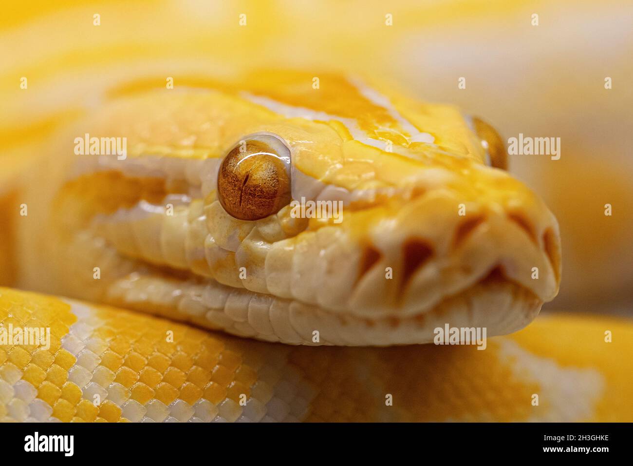 Python molurus albino aus der Nähe. Nahaufnahme Schlange für Deckung. Stockfoto