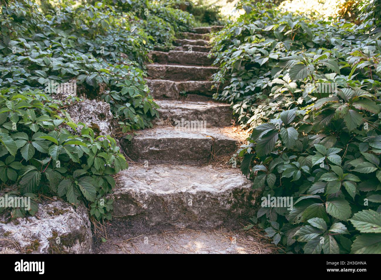 Externe schmale Steintreppe, umgeben von bodenbedeckenden Pflanzen. Hintergrund, Hintergrundbild Stockfoto