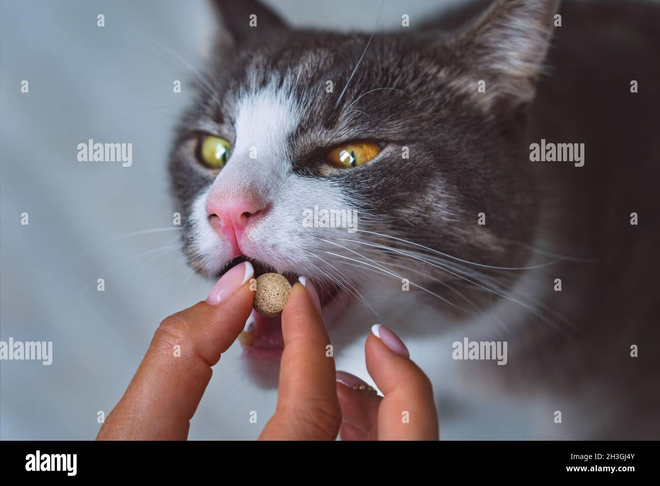 Frau, die einer kranken Hauskatze eine Pille gibt. Medikamente für Haustiere. Vitamine für Tiere. Anthelmintikum für Haustiere. Stockfoto