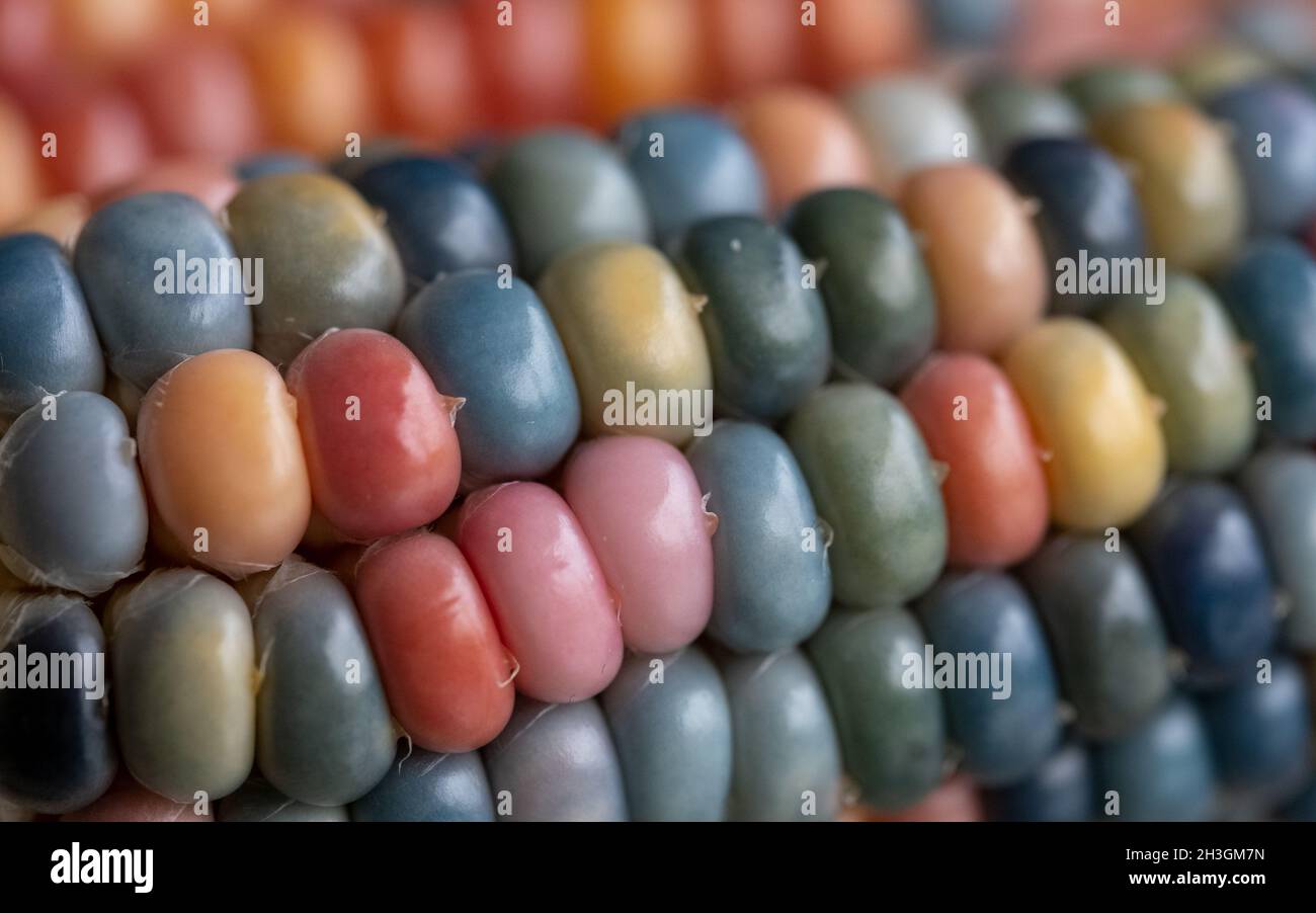 Makrofoto von Zea Mays Edelstein-Glas-Maiskolben mit regenbogenfarbenen Körnern, gewachsen auf einer Zuteilung in London, Großbritannien. Stockfoto