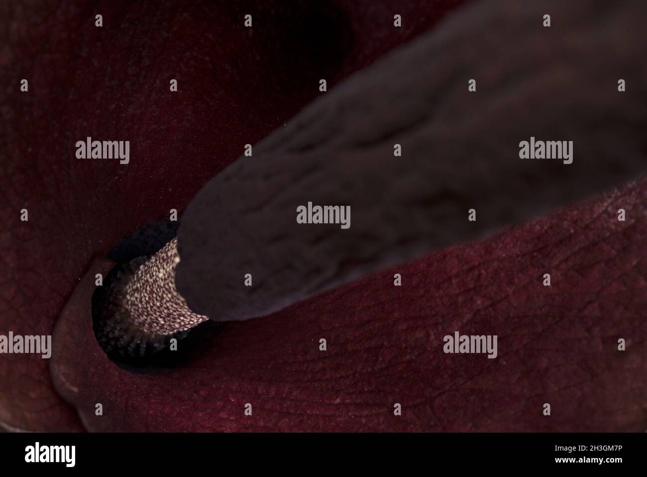 Blume von Amorphophallus konjac, Blumen Stockfoto