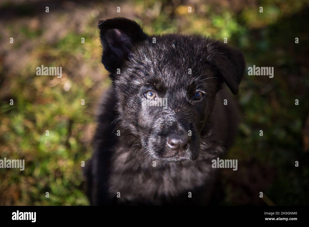 Schwarzer Deutscher Schäferhund Welpe (elsässisch) Stockfoto