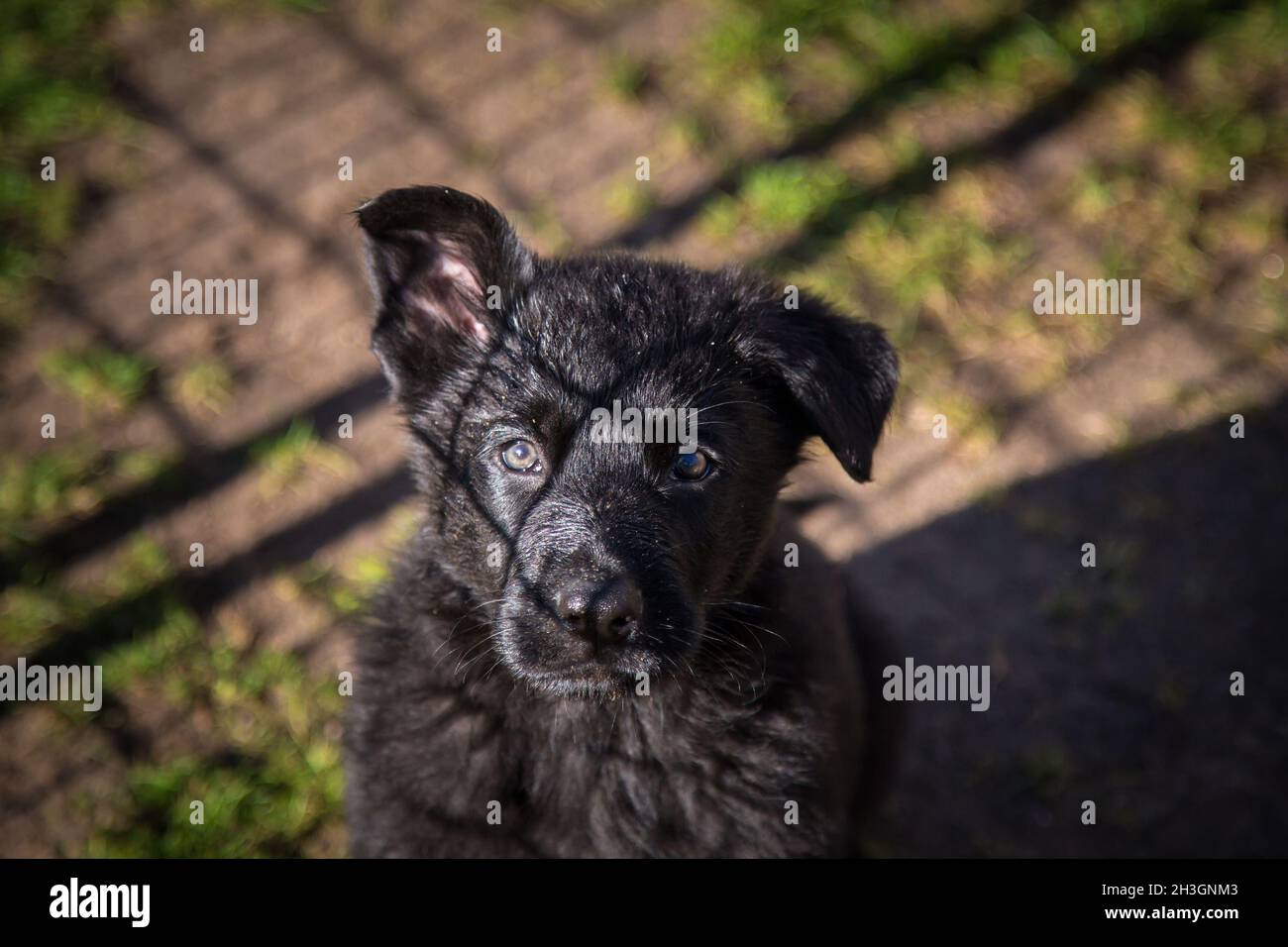 Schwarzer Deutscher Schäferhund Welpe (elsässisch) Stockfoto