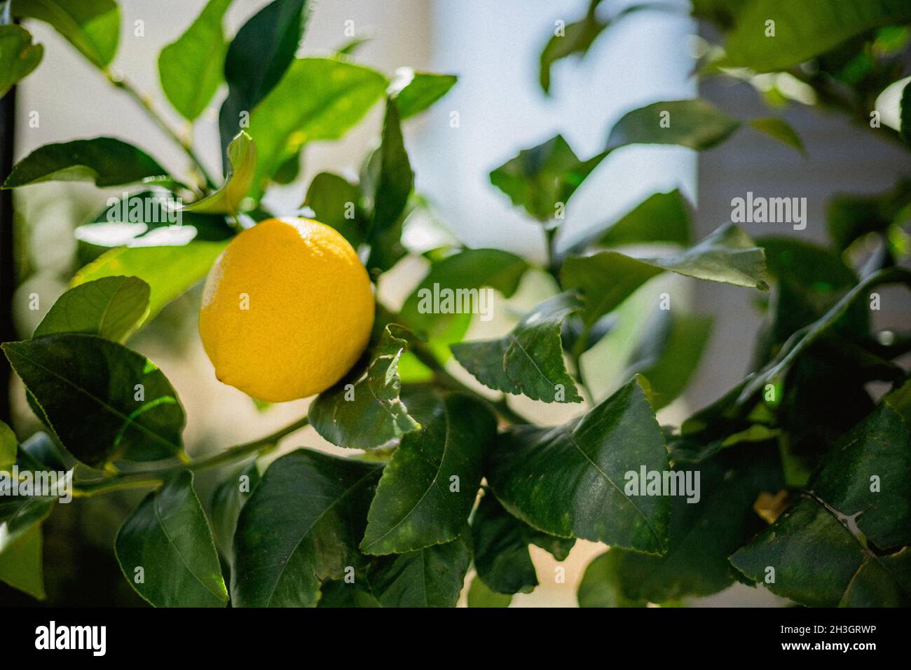 Reife Zitrone auf Baum bereit zu pflücken Stockfoto